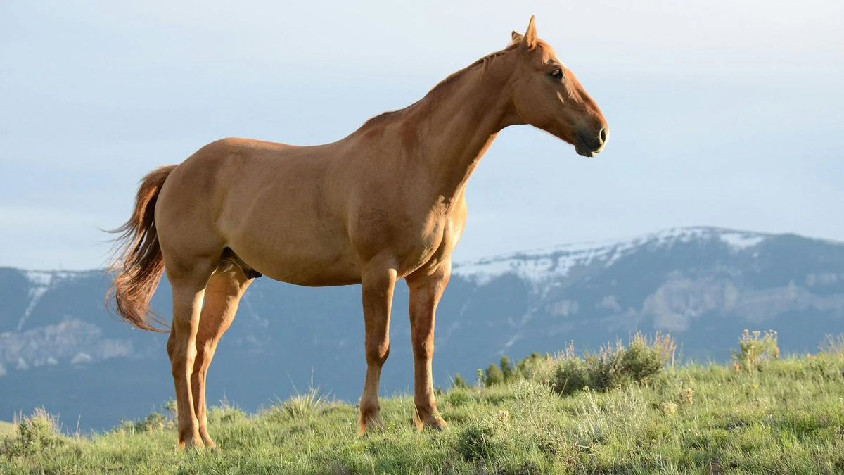 Alabama Express / Cerberus Gal 22 Filly
