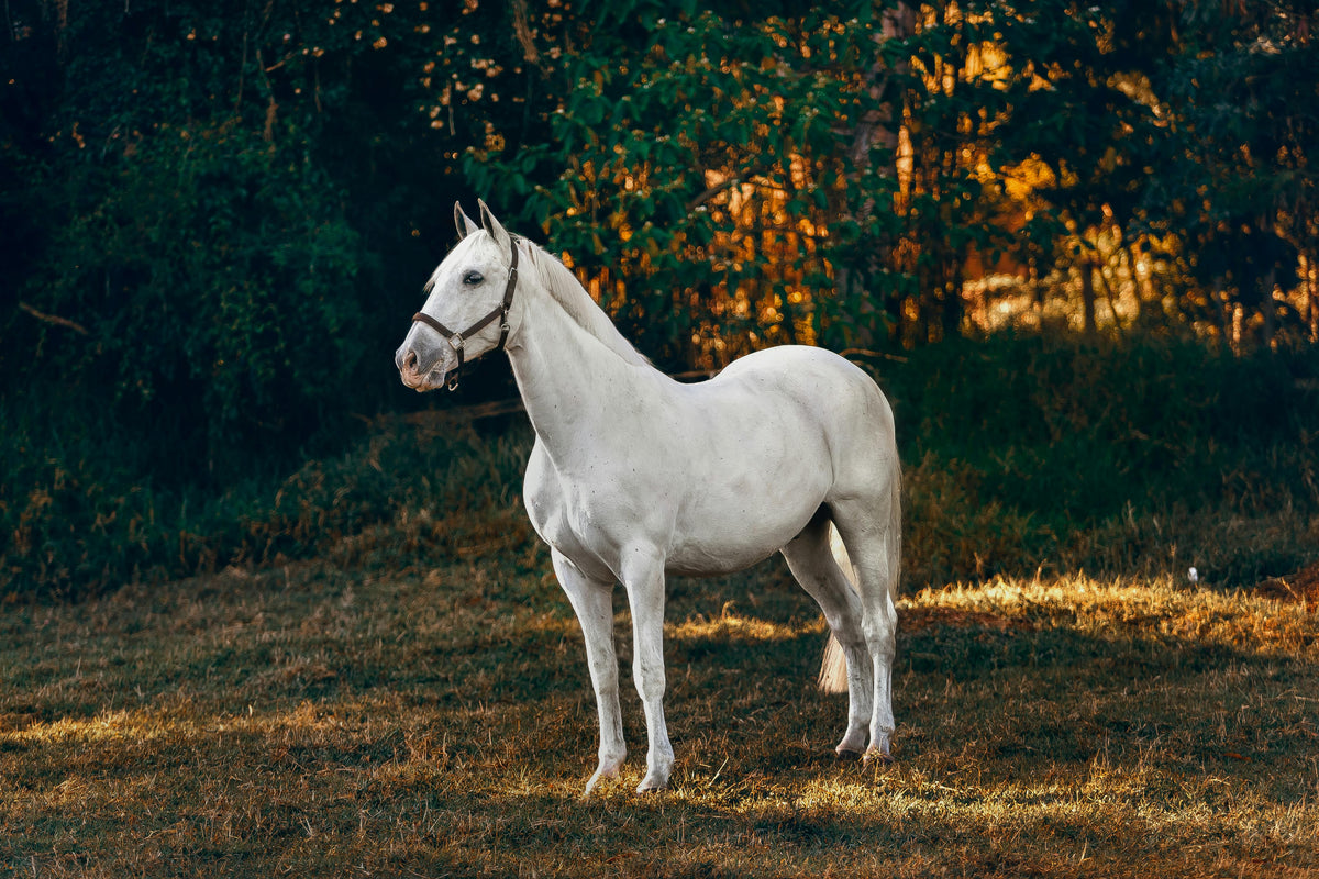 Alabama Express / Cerberus Gal 22 Filly