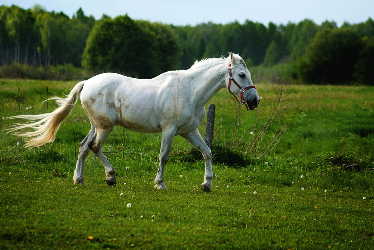 Alabama Express / Cerberus Gal 22 Filly